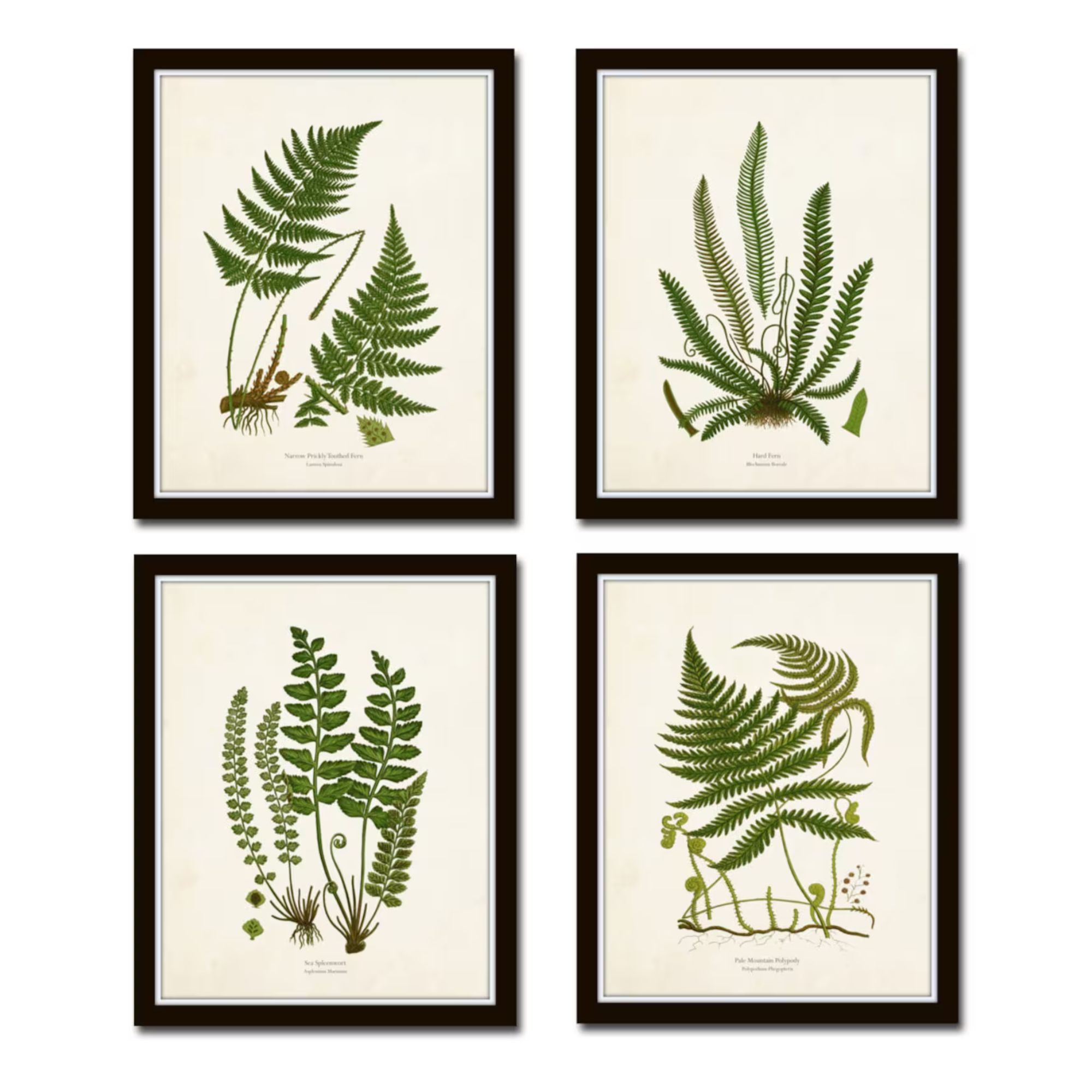 Four pack of vintage style fern prints