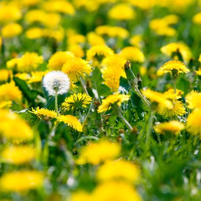 field of blooming dandelions