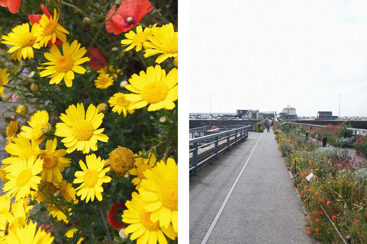 Picture of yellow flowers next to a picture of a path next to a flower bed
