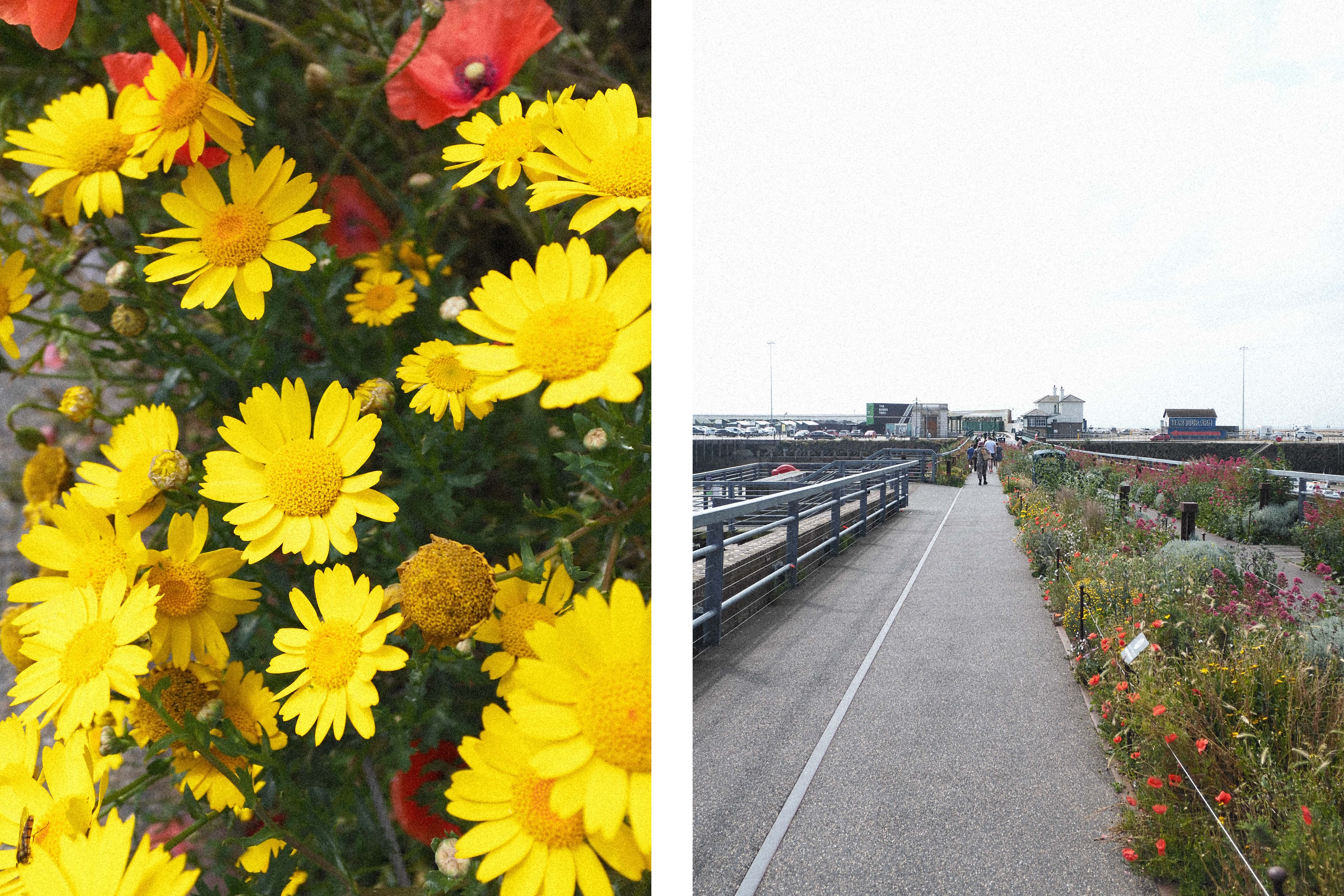 Picture of yellow flowers next to a picture of a path next to a flower bed