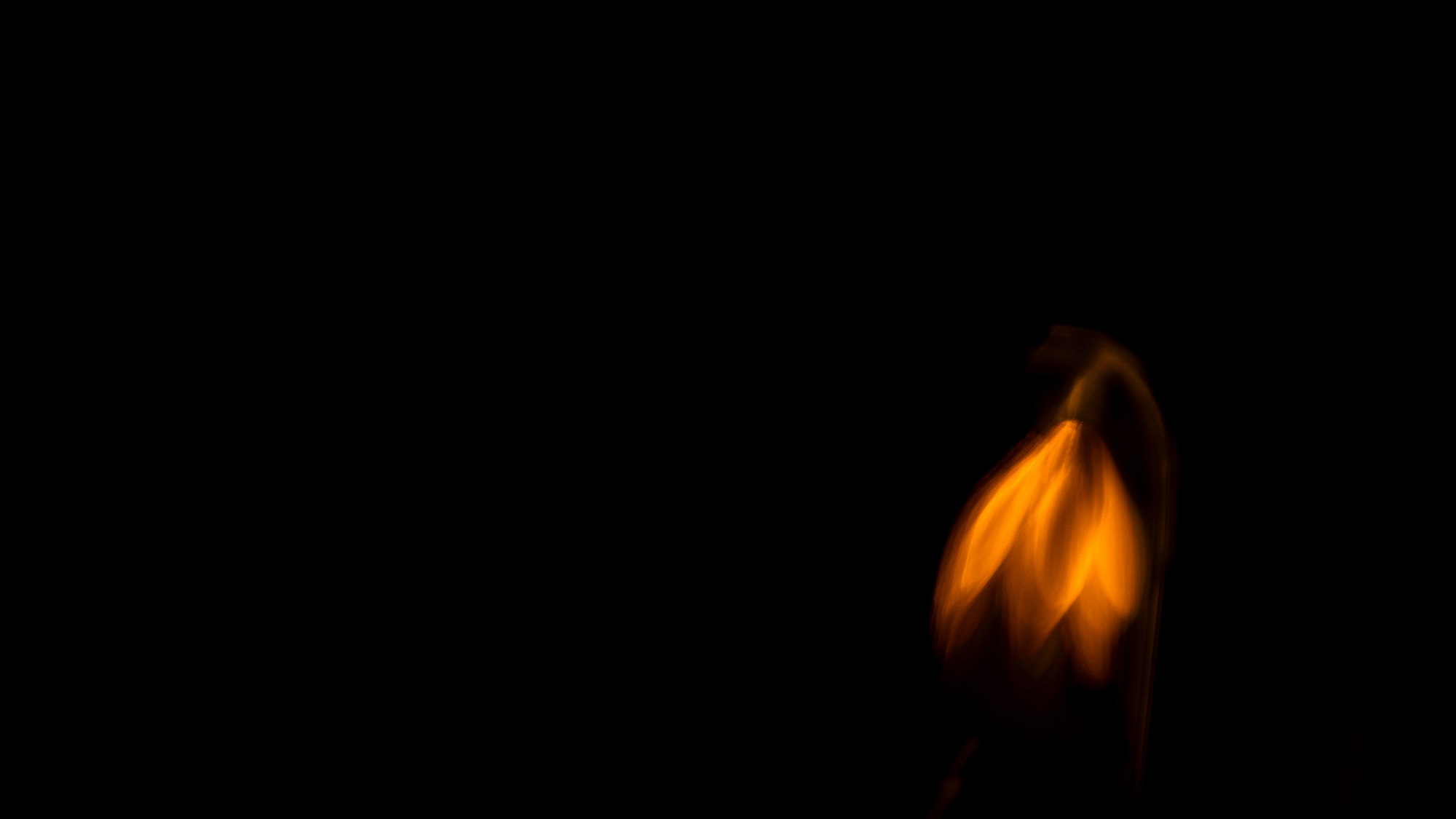 “I didn’t bring a tripod. Big mistake.” Second attempt at low-light plant portrait lands young photographer prestigious award