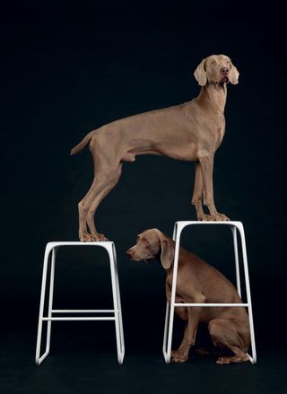 Dog standing and sitting on a white stool