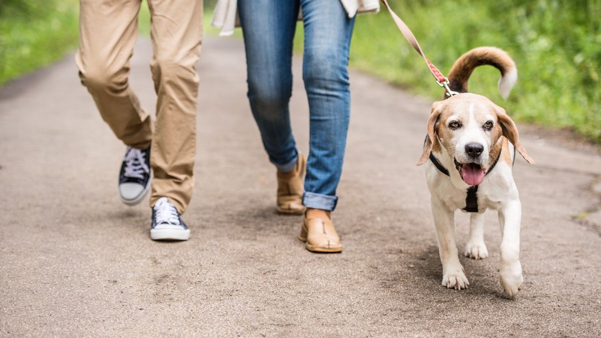 Partial view of couple taking Beagle for a walk