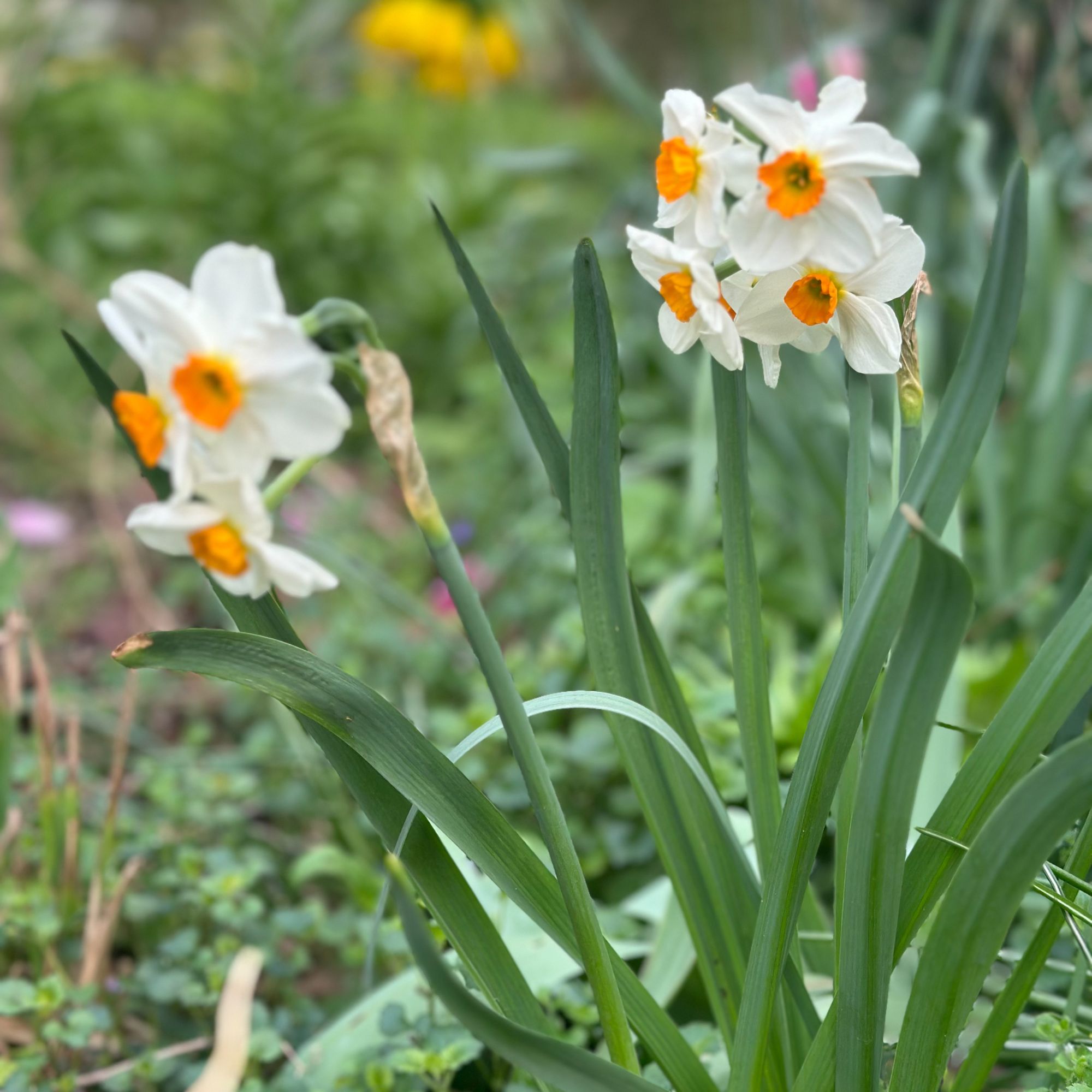 narcissus geranium flowers
