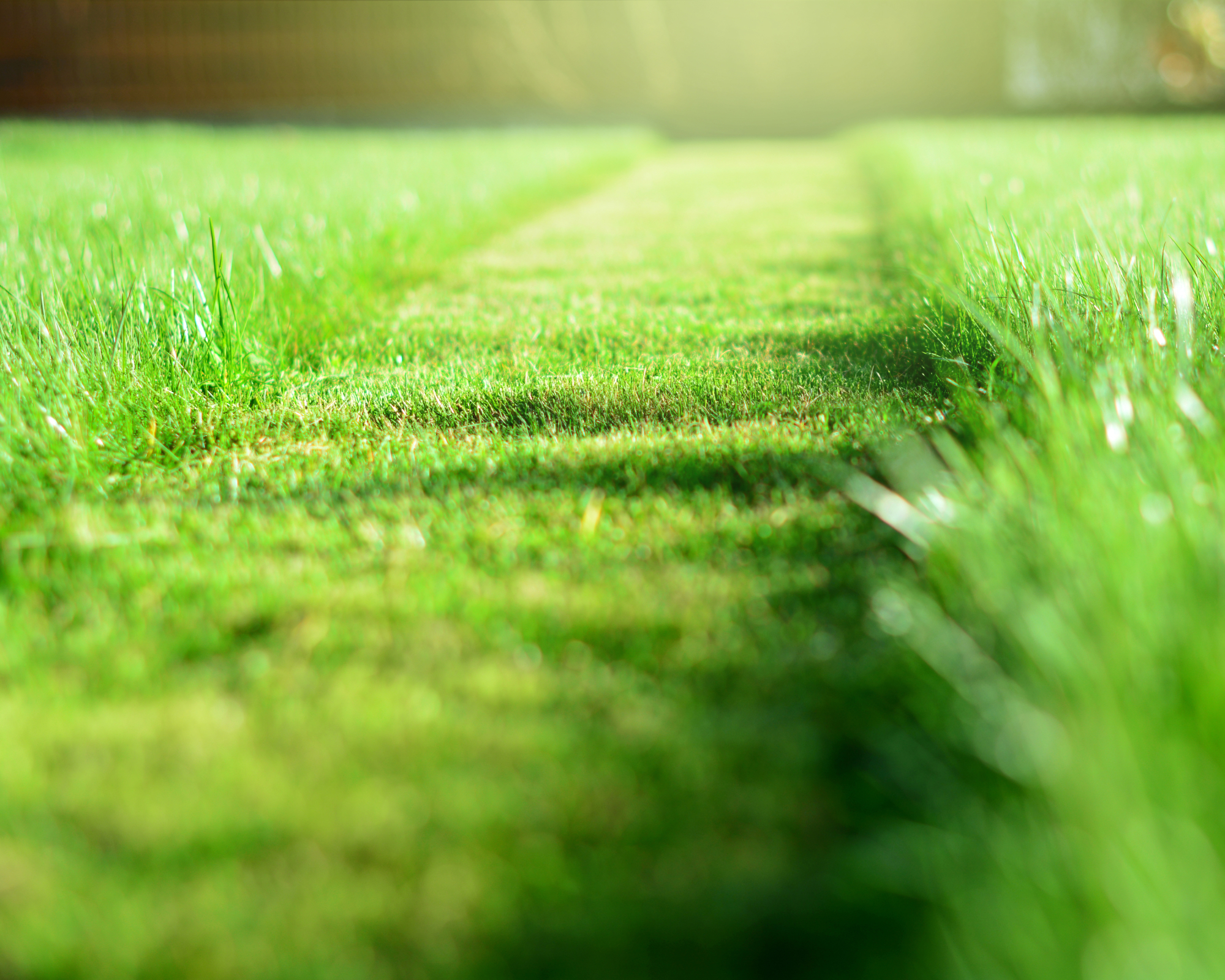 strip of mown grass showing results of good lawn care in spring