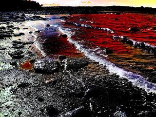 Red tide at sunset