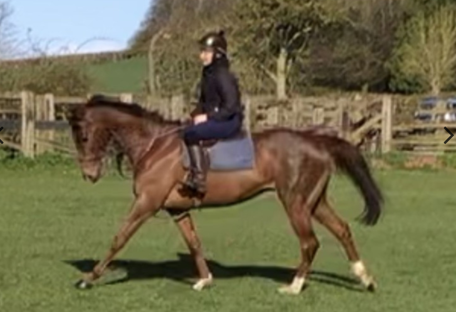 ex-racehorses for sale