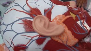 an anatomical model shows the position of muscles surrounding the external ear