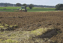 Aylesham-Redwings.jpg