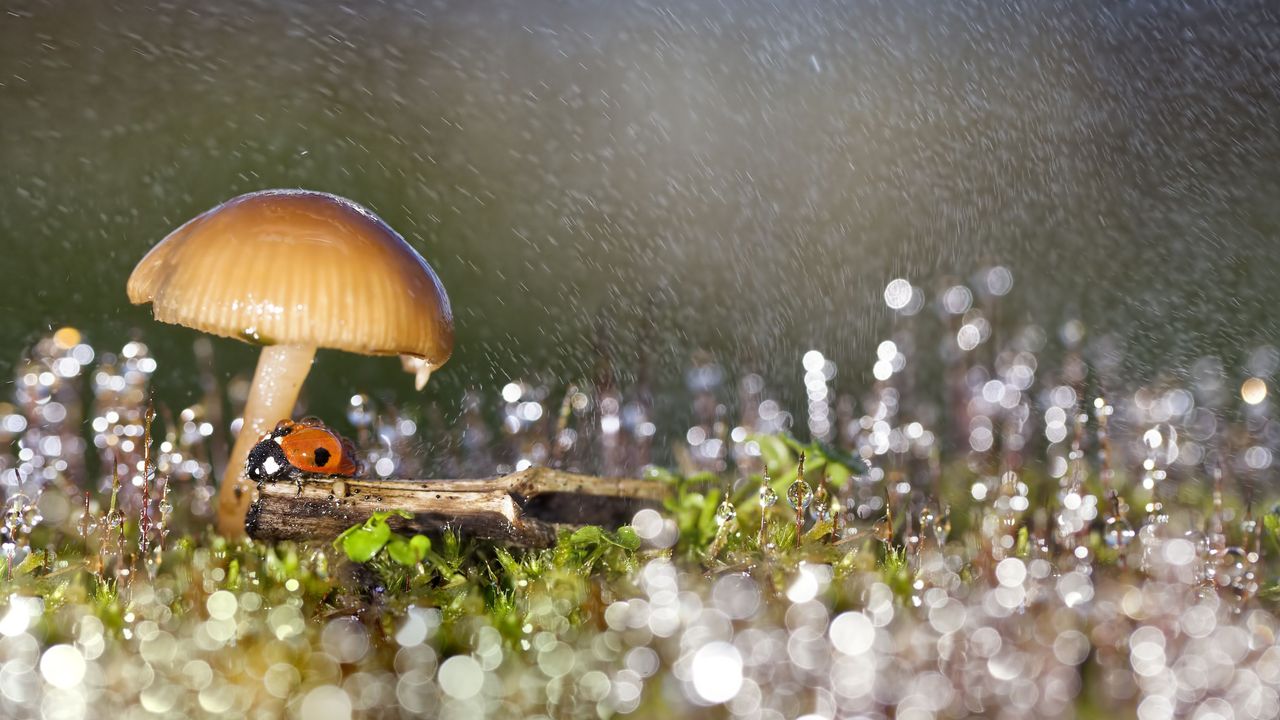 Some fungi can influence the weather ‪—‬ and now we know how they do it