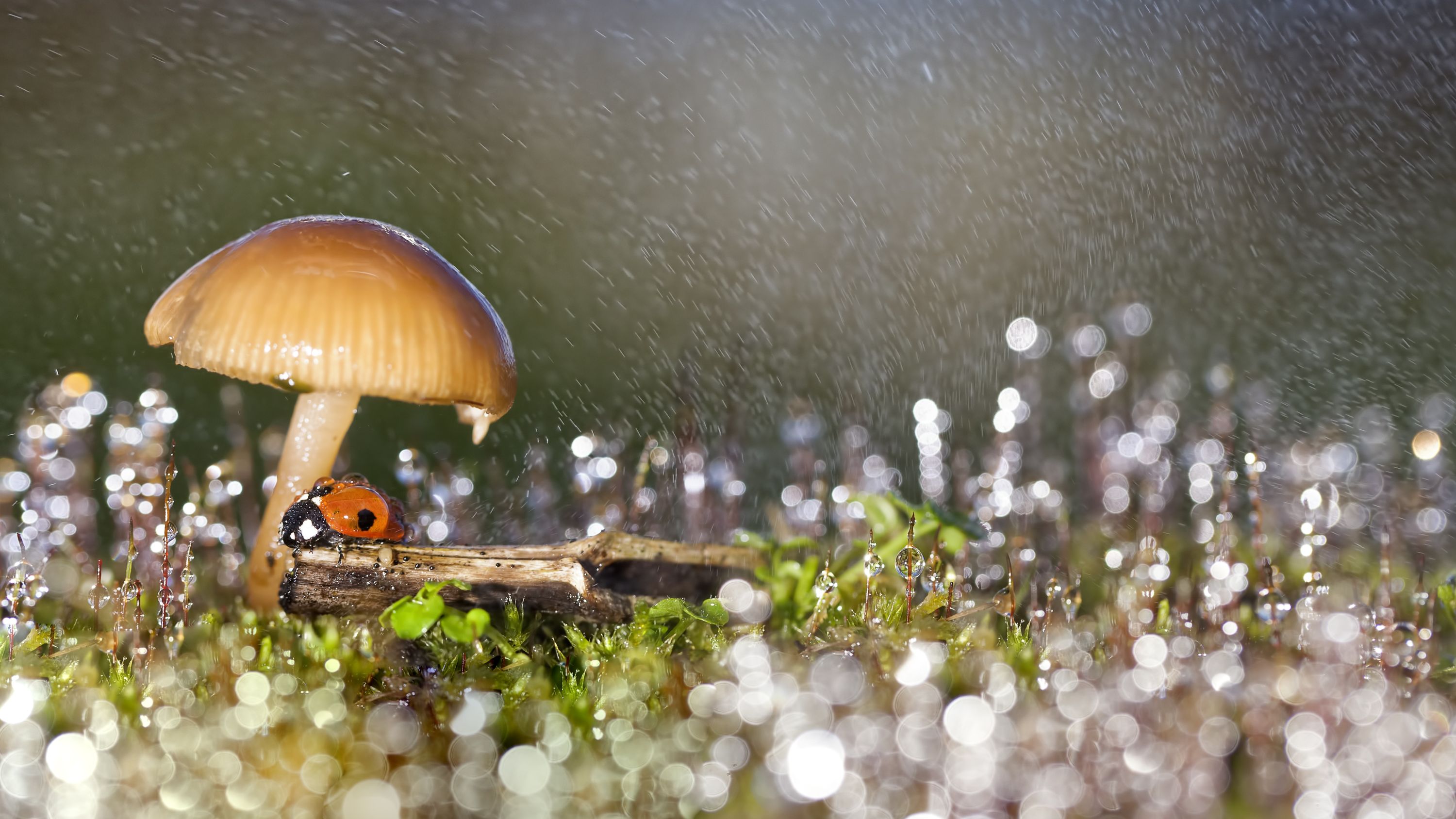 a mushroom with a lady bird underneath in a rainstorm
