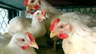 chickens, bird flu research, controversy