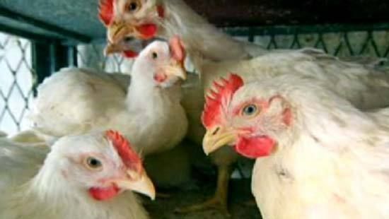 chickens, bird flu research, controversy