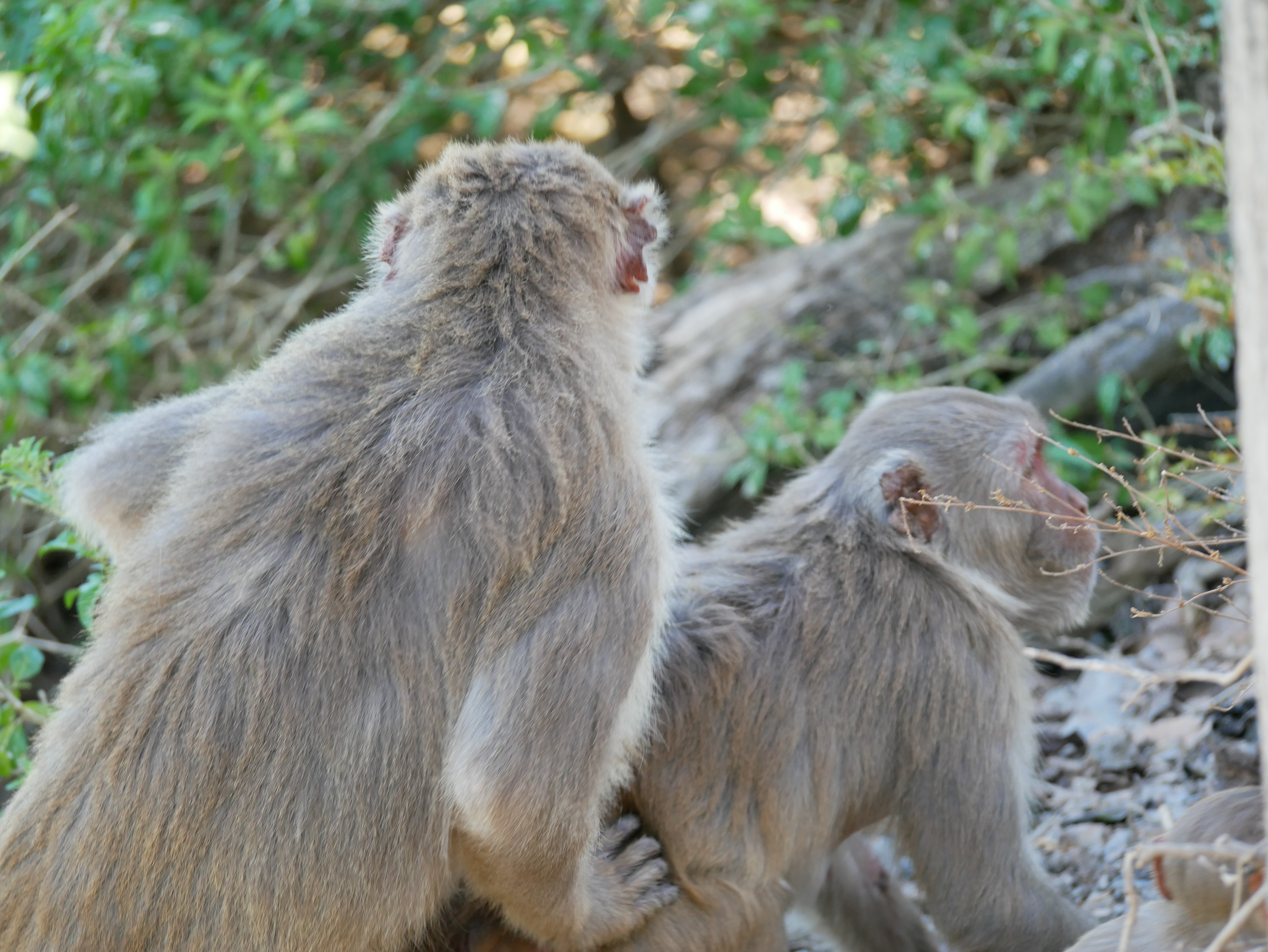 A male monkey mounting another male