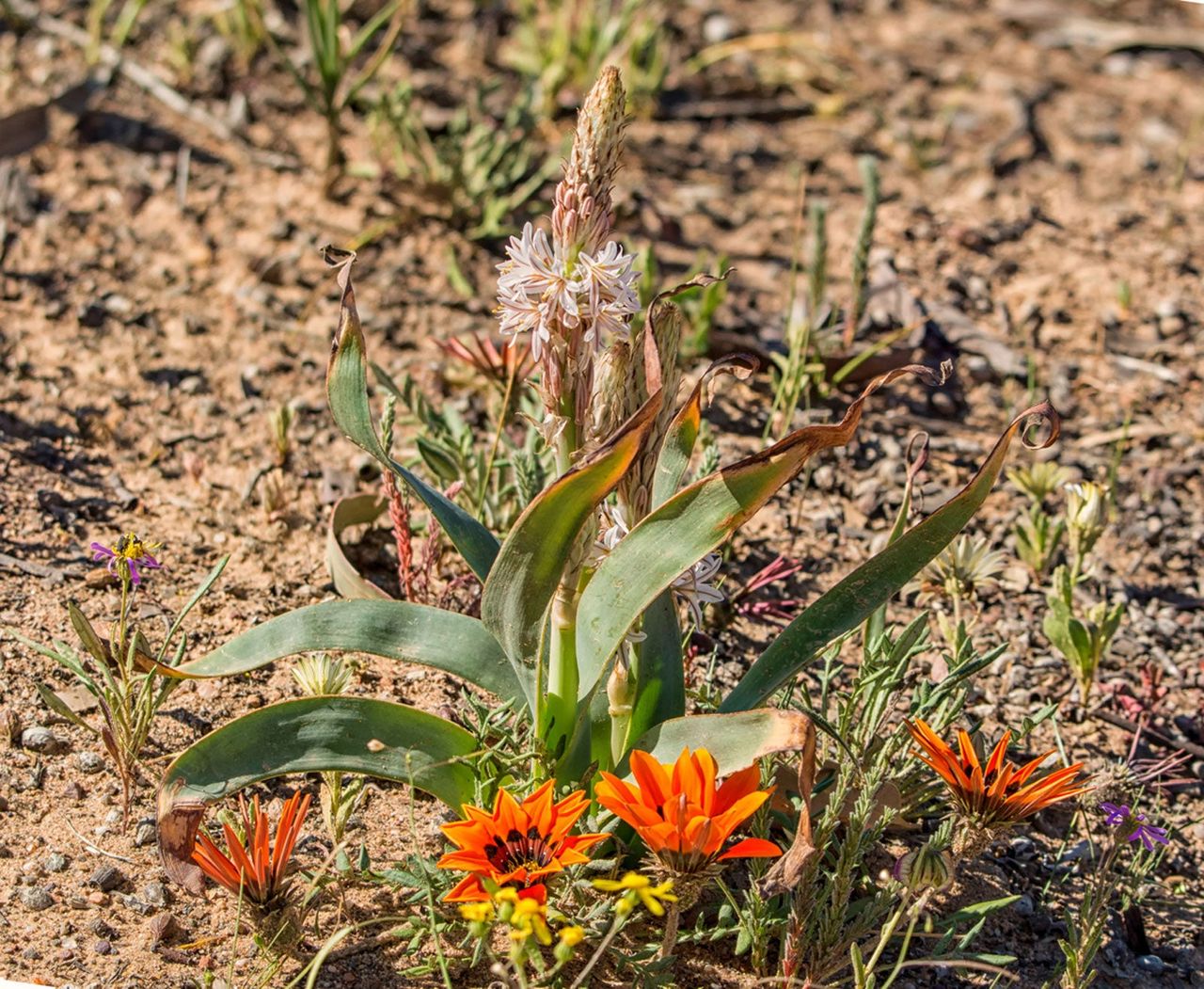 Trachyandra Succulent Plant