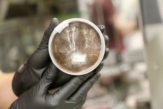 A researcher holding a plate of fungi growing in simulated Martian dust.