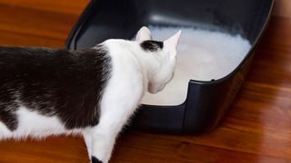 Cat peering into litter box