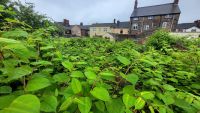 Japanese Knotweed in a back garden with a stone house in the background