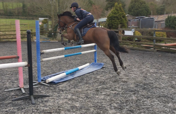 welsh section d for sale