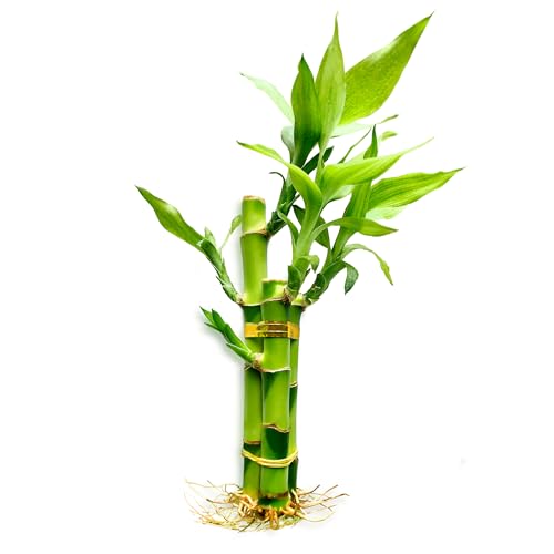 3 Stalks Lucky Bamboo Plants Indoor Live - Multi-Height Set (2x4 &amp;amp; 1x6) for Good Luck &amp;amp; Prosperity - Easy Care Houseplant, Home Office Decor Gift Ready