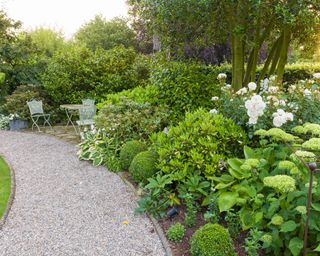 flower border planted with hydrangeas, white roses and evergreens beside gravel path