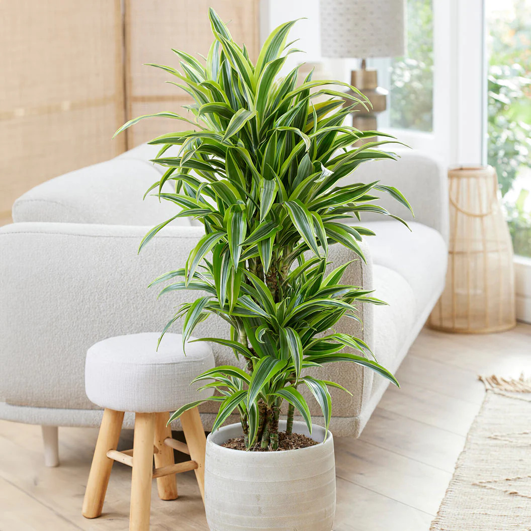 Fast Growing Trees Warneckii Lemon Lime Dracaena