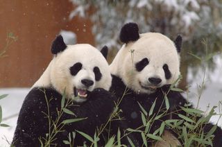 The Smithsonian's National Zoo keeps giant pandas Mei Xiang (L) and Tian Tian apart all year, except for during the one day a year when Mei goes into estrus.