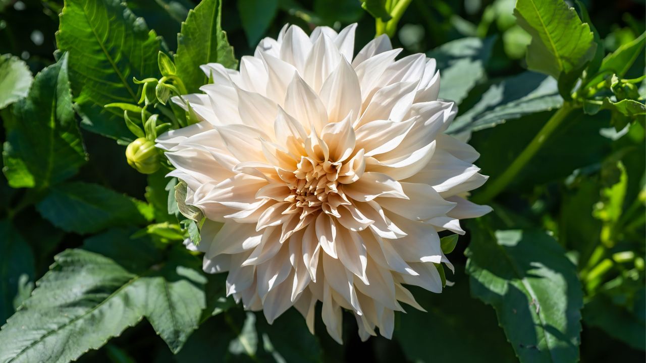 Dahlia &#039;Café au Lait&#039; flower growing in garden