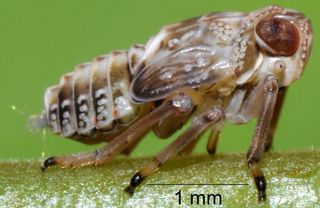 A baby planthopper in the genus Issus. These nymphs sport functional gears on their legs, features that get lost when they enter adulthood.