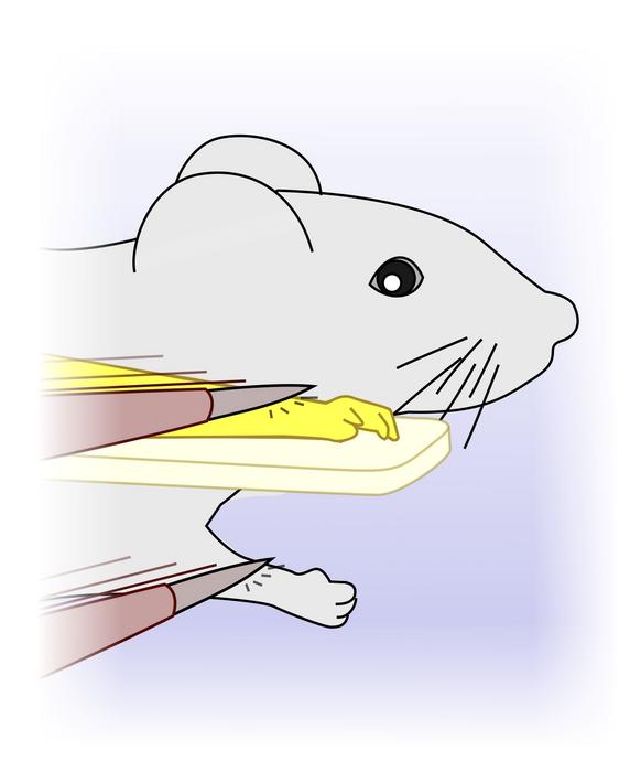 a diagram showing a rubber hand next to a mouse being brushed