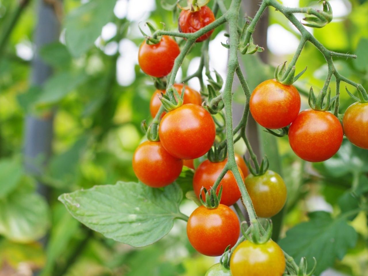 Cherry tomatoes growing on the vine