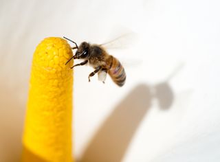 killer-bees
