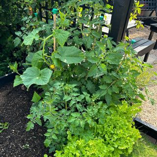 Patty pan squash plant, tomato plants and lettuce plants in small raised vegetable bed next to trellis in garden