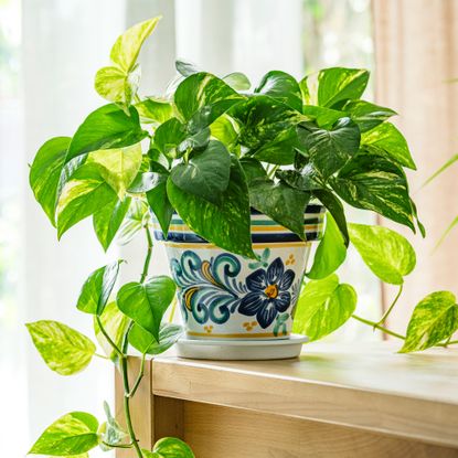 pothos in a painted pot on a table