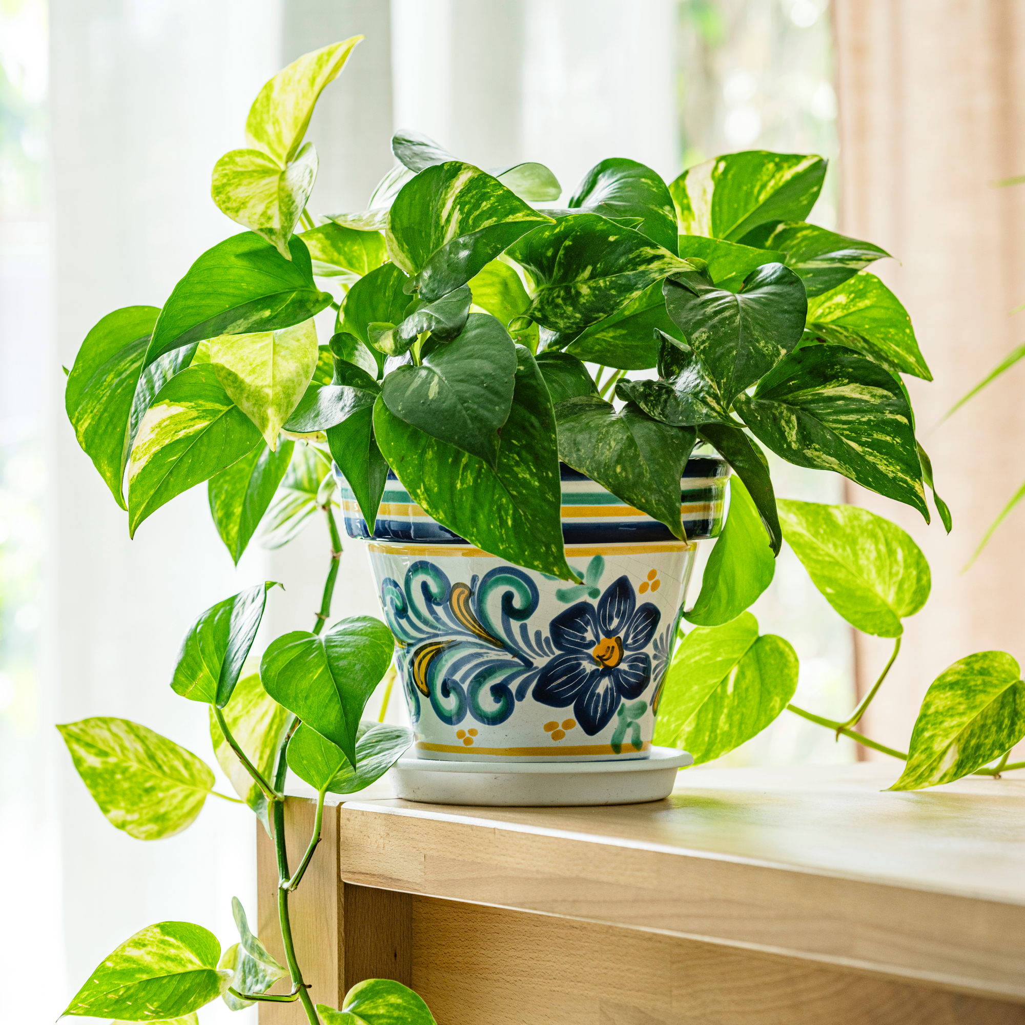 pothos in a painted pot on a table