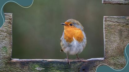 picture of robin in West Yorkshire perched on wood