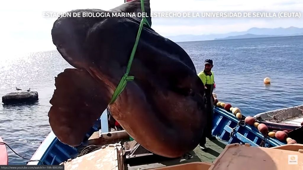 a giant sunfish being hoisted over the deck of a boat with a crane