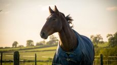 Bay horse stood in a field wearing a blue rug