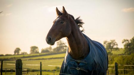 Bay horse stood in a field wearing a blue rug