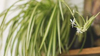 Spider plant