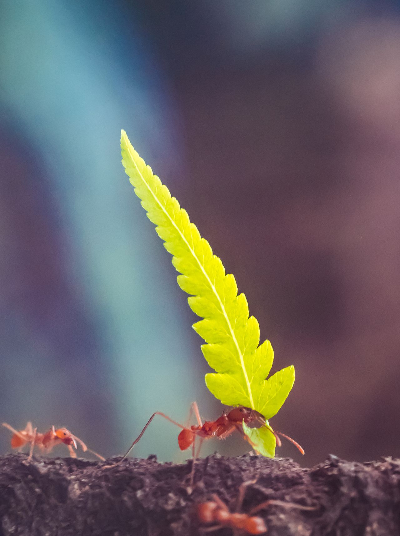 Journey of the leaf-cutter ant by Heidi Cohen image