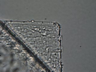 Optical Microscope image of dust
