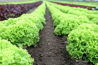 Lettuce growing in a field www.pexels.com/@heinrich