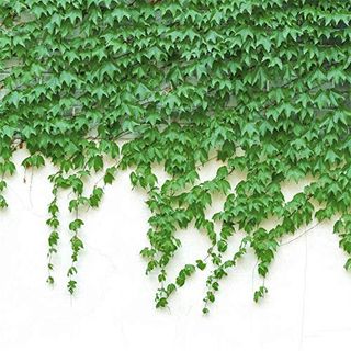 100+ Ivy Vine Liana Seeds Green Vines Climbing Beautiful Ground-Creeping Plants Bonsai Home