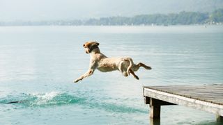 dog jumping off jetty into lake