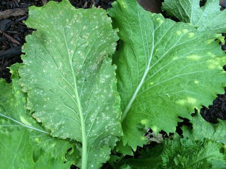 White Spots On Turnip Leaves