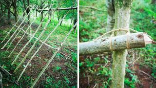 Using Japanese lashing as part of building a shelter from natural resources