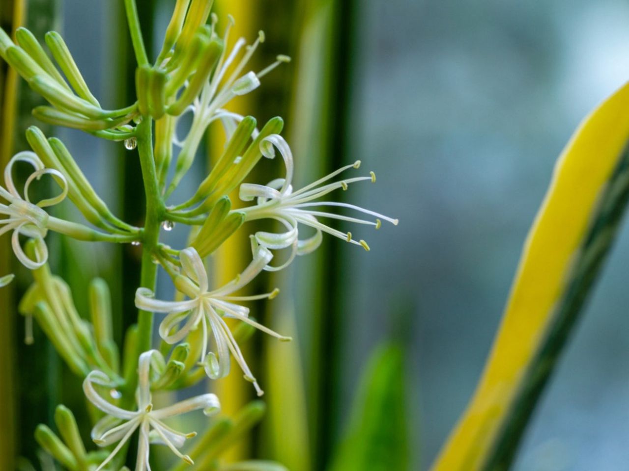 Freshly Bloomed Sansevieria Plant