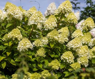 panicle hydrangea with lime green flowerheads