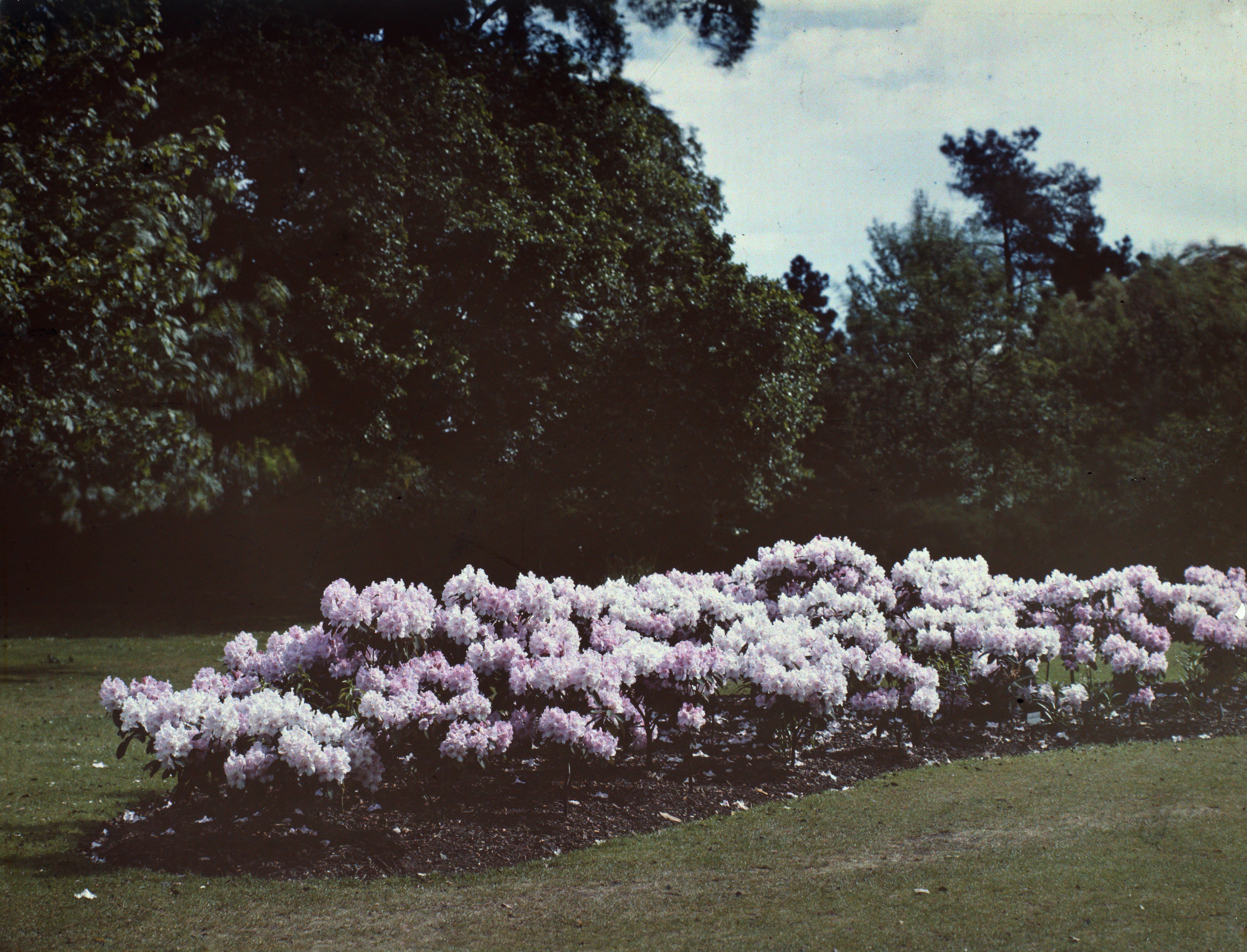 Munstead Wood garden